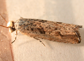 Black-blotched Bactra